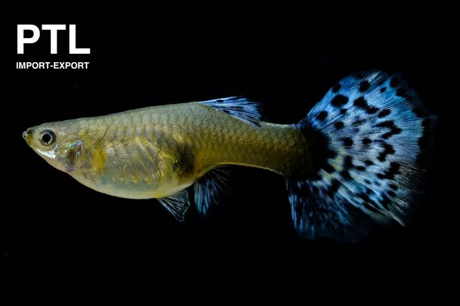 PTL692267 POEC.RET.LYRETAIL FEMALE